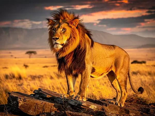Pet and animals prompts featured image